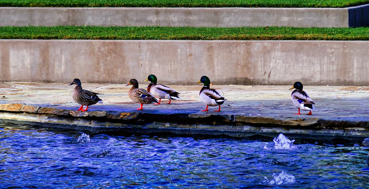DreamingPippin's tweet photo. #愛鳥週間 🐶✌️
#バードウィーク🦆
#Birdweek https://t.co/mHKM83J4Kb