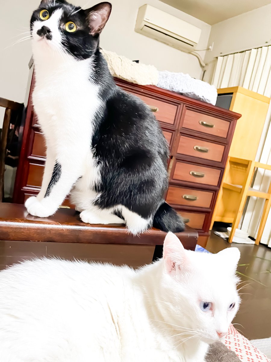 2catboy|ルル・ロックと二人の日常 tweet media