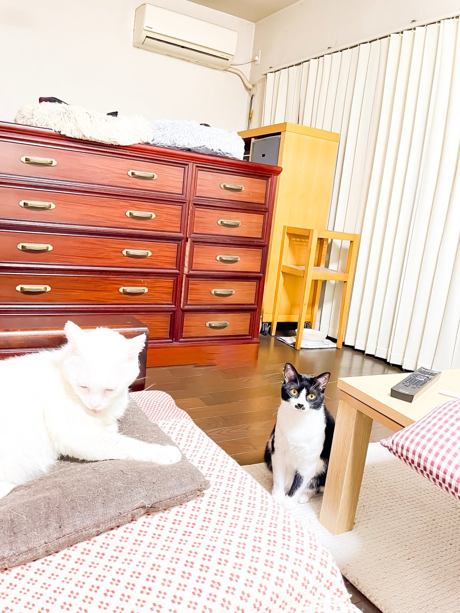 2catboy|ルル・ロックと二人の日常 tweet media