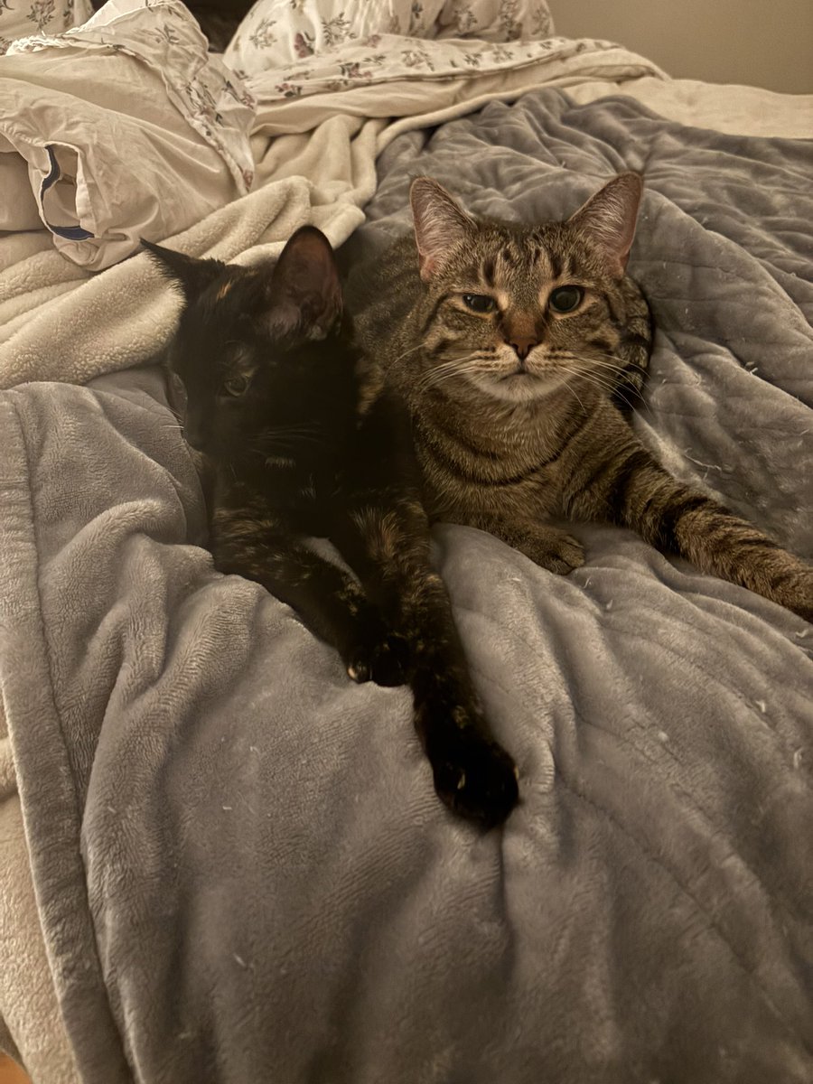 champagnejilli's tweet photo. @cbid99 @thetransportcr so cute 🥹 that tabby is stu and the tortie is millie, we also have another tabby named mabel, here is her with millie then another with all 3 ♥️ https://t.co/bHwTvJcNEn