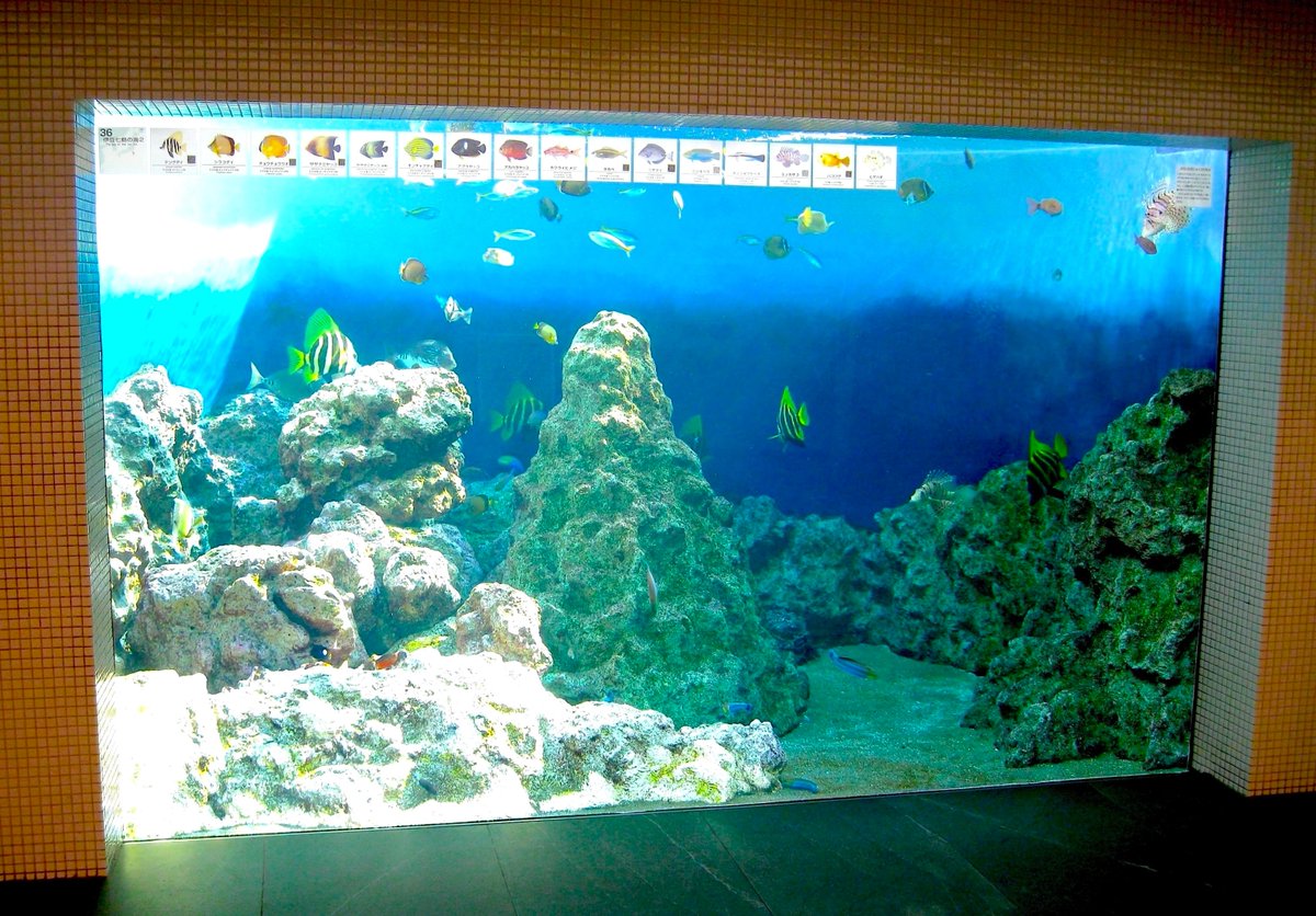 東京 葛西臨海水族園 伊豆七島の海 水槽🐟 Photo by:Seals Records🦭
