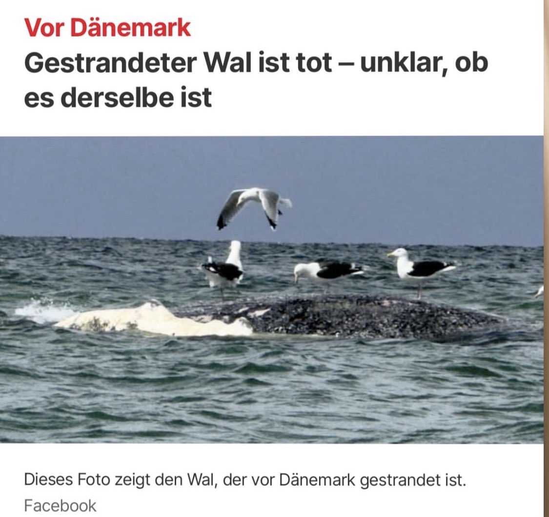 OrthopaeDenker tweet media