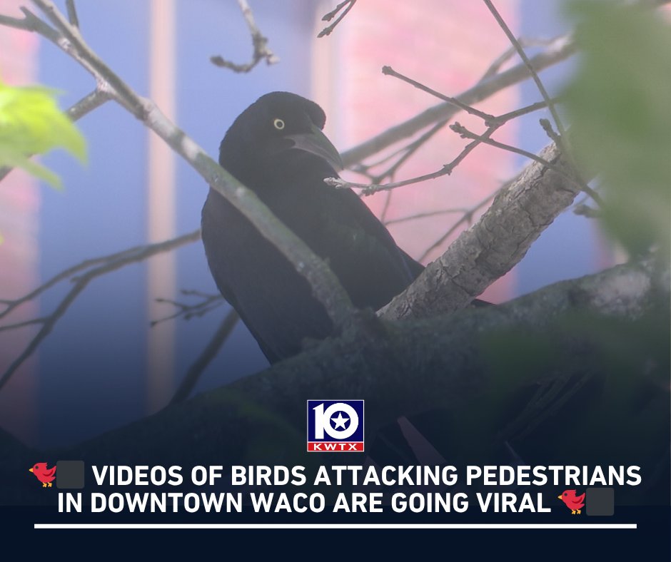 KWTX News 10 tweet media