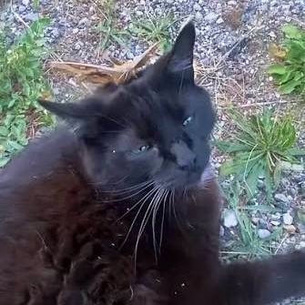 cat tweet media