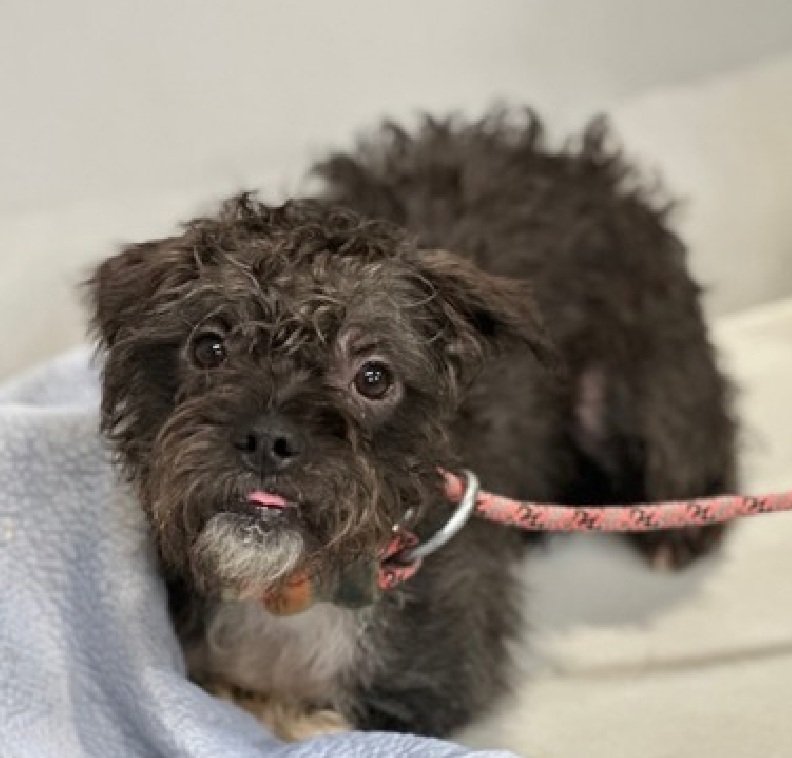 Little Paws NYC tweet media