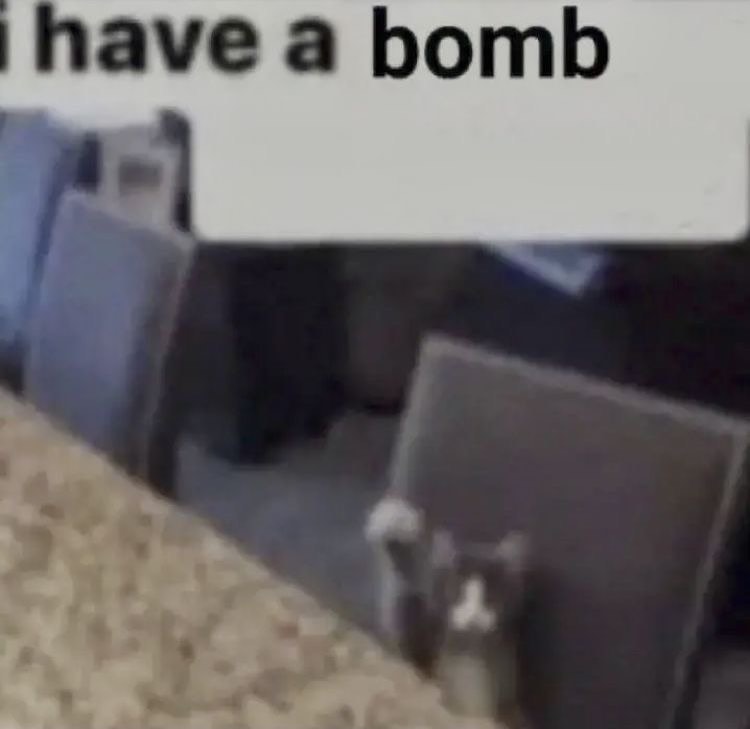 Punch Cat tweet media