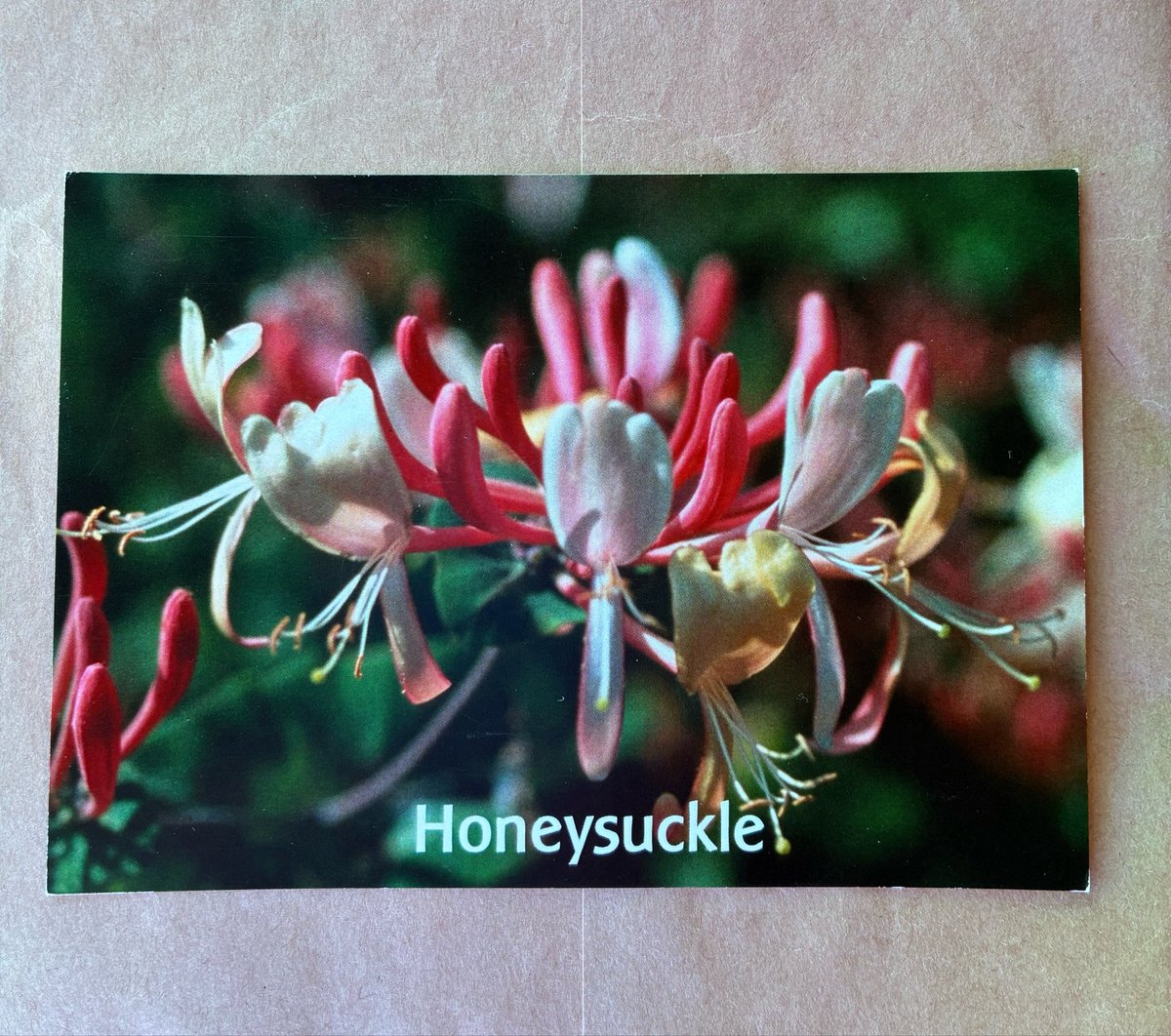 y_naomy703's tweet photo. ハニーサックル Honeysuckle 

時はわたしの魂を通り過ぎて流れる
過去はわたしのうしろに在り
未来が輝く
今、この瞬間が人生の贈り物
わたしは現在に完璧に存在し、今を生きる https://t.co/eFpWMoUhg2