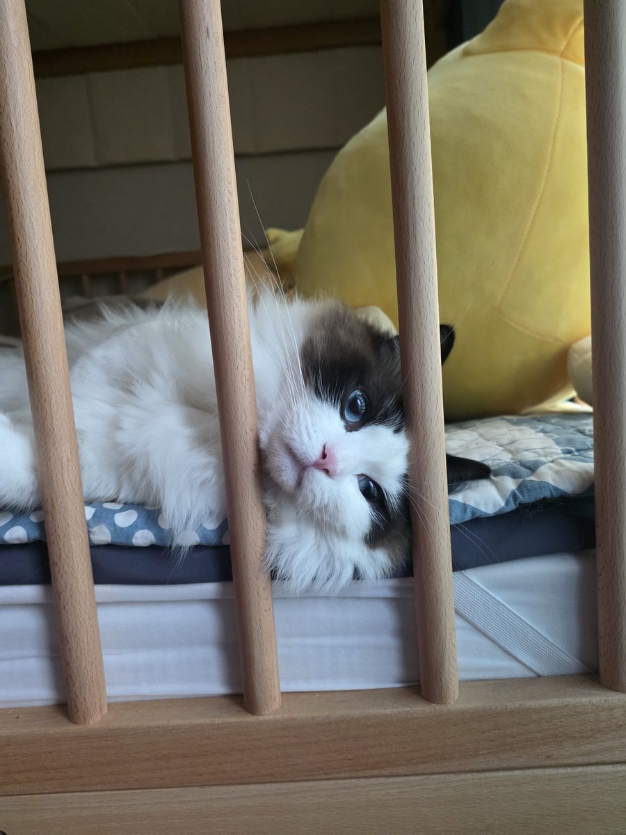 조부장 tweet media