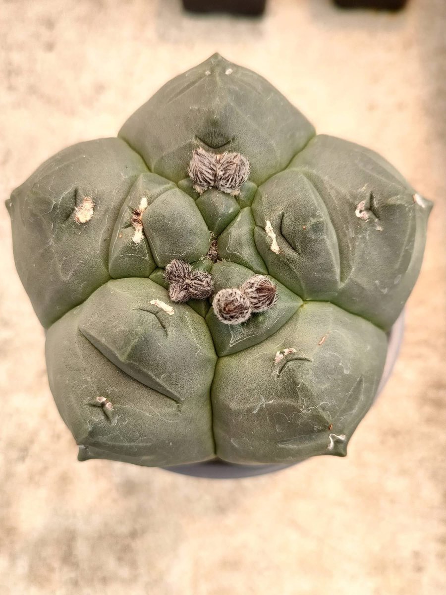 CasadelRisco's tweet photo. 🌵✨ ¡Arranca el 10° Festival Cultural de las Cactáceas!

Iniciamos una celebración dedicada a una de las familias vegetales más fascinantes de México: las cactáceas, seremos punto de encuentro para amantes de la naturaleza, la cultura y la conservación. 

Fotos: Eduardo Antonio https://t.co/mREVk6huXe