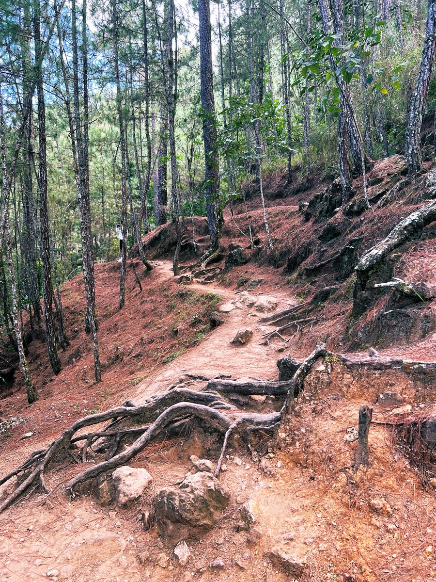 Tidge20's tweet photo. yellow trail. ano, tara?
#baguio #baguiocity #alterbaguio #alterbaguiocity https://t.co/G612vy8XYQ