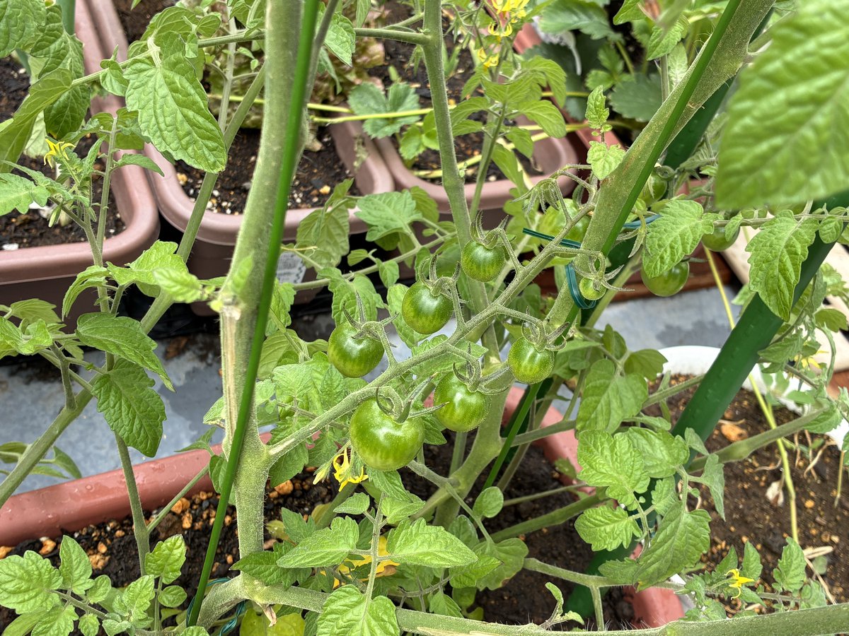 サステナブルぬちーぬ🌱 tweet media