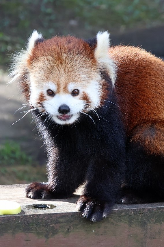 秋田市大森山動物園 tweet media