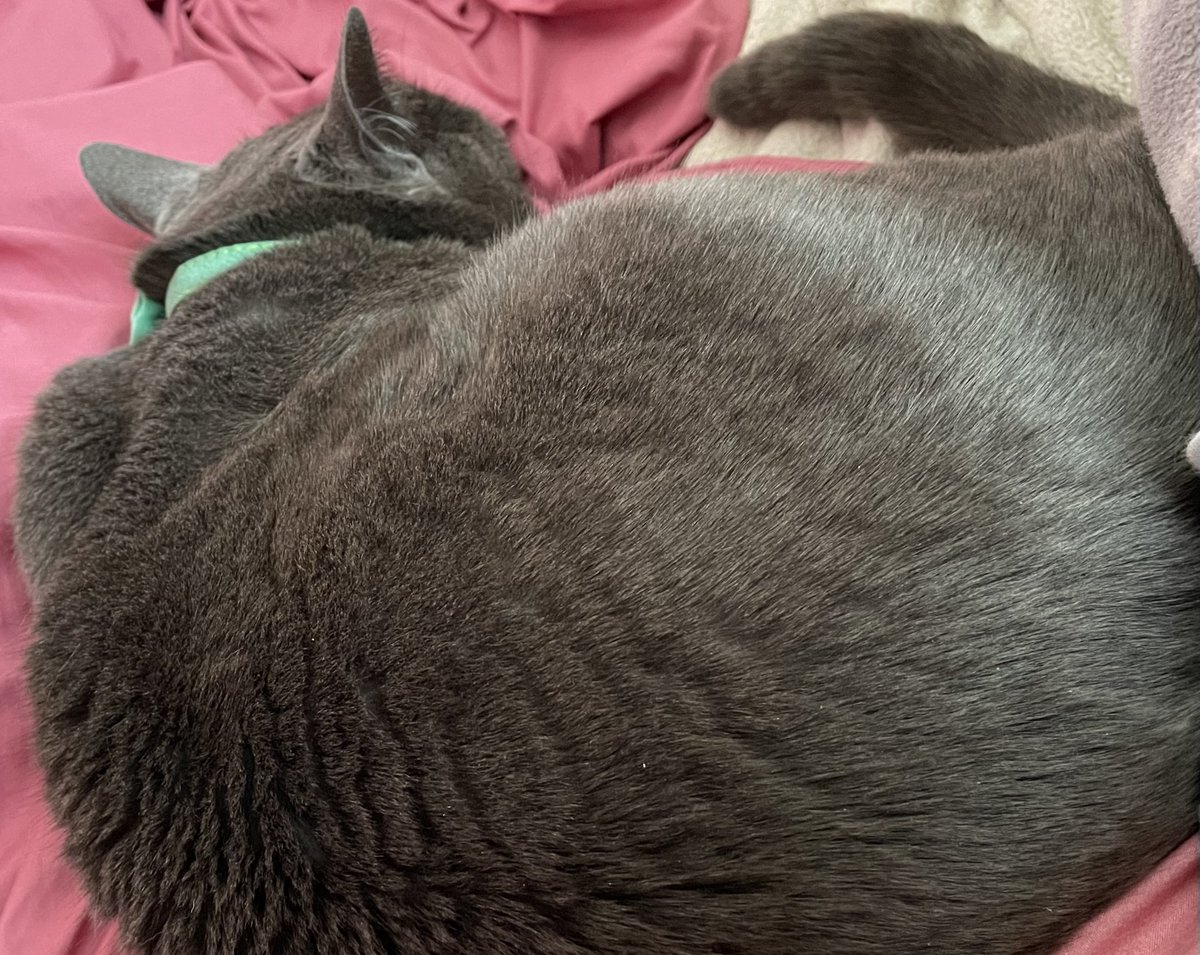 敷料  動物さんのベッドに ねこ、新しいマットレスの上には頑なに乗らないが枕や掛け布団の上なら