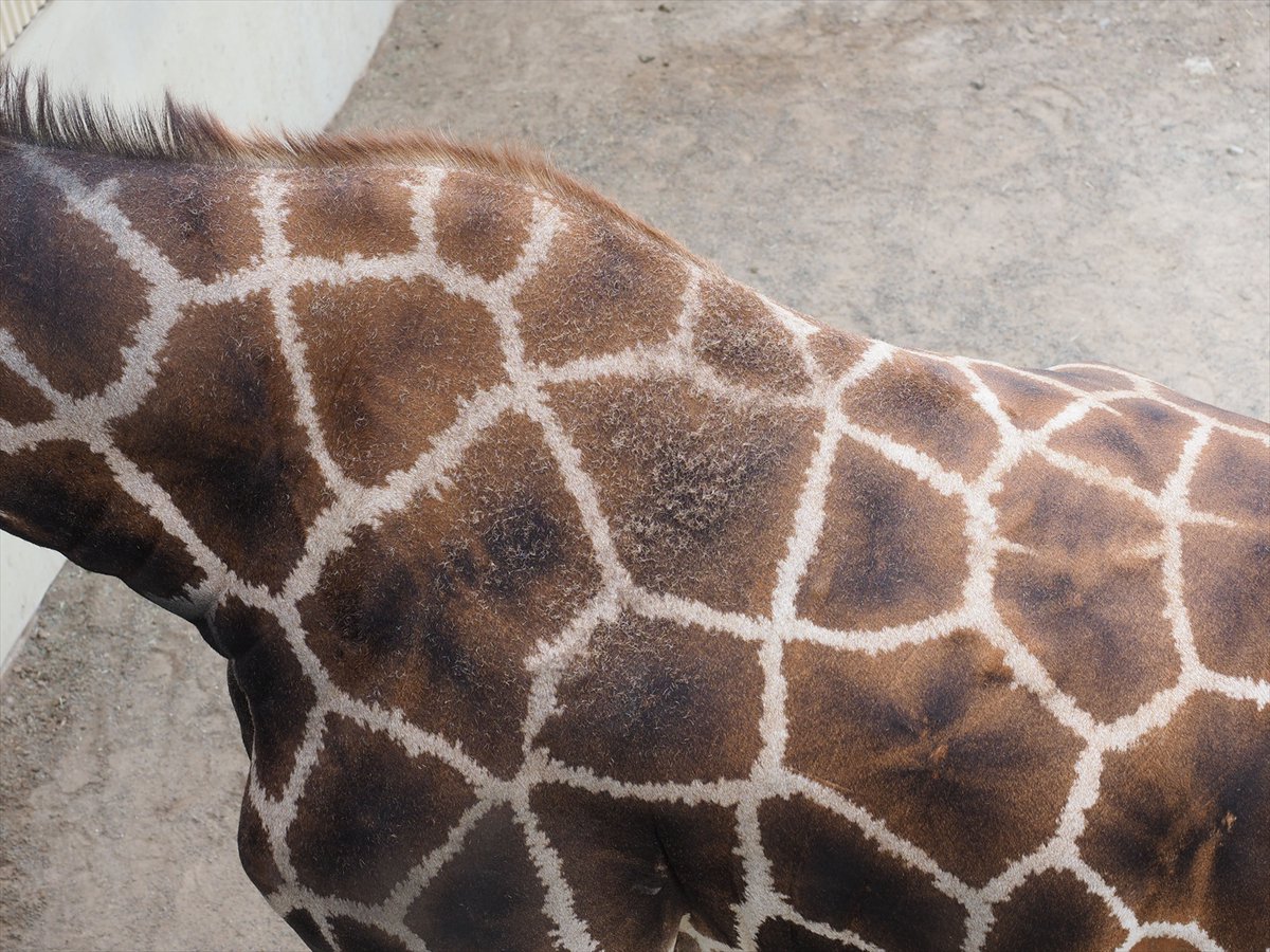 kyotoshidoubut1's tweet photo. キリンのイブキ（オス）が換毛期を迎え、肩のあたりで大量の抜け毛が分かりやすいです。

#京都市動物園 #kyotocityzoo #キリン #イブキ #換毛 #分かりやすい #giraffe #ibuki #Shedding #EasyToUnderstand https://t.co/YbRpAyD7Dg