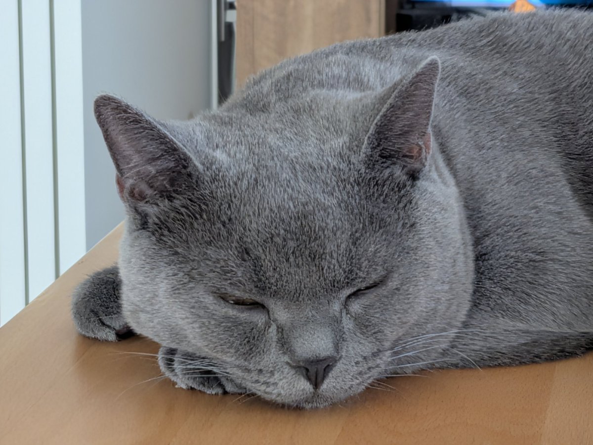 TED_D5's tweet photo. 最近は夜型猫に。日中ご飯食べる量が減ったと思ったら、夜中にたくさん食べています。 https://t.co/6HSk9eIUKt