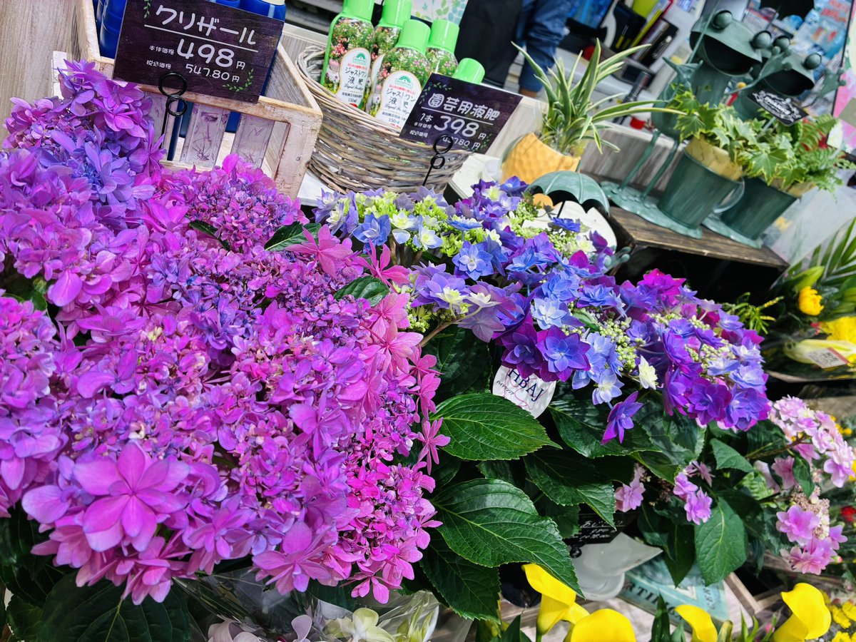 森のお花さん専用まとめ買い 毎週金曜日は #花の日🌺』 本日 #サミットストア では #花全品1割引