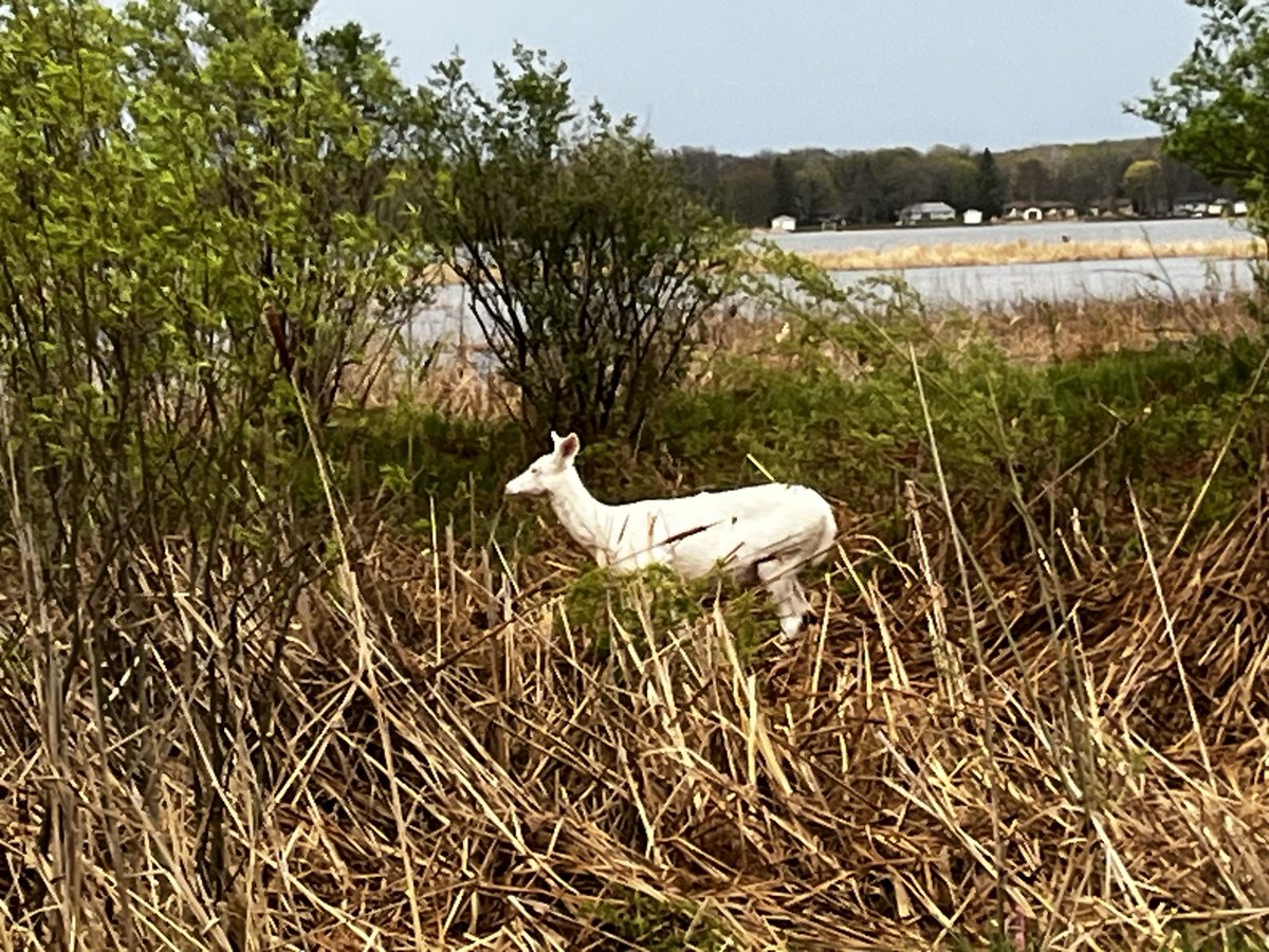 LawyerLambert's tweet photo. Ran into this guy at Father Hennepin State Park…. https://t.co/cY3RCVb3we