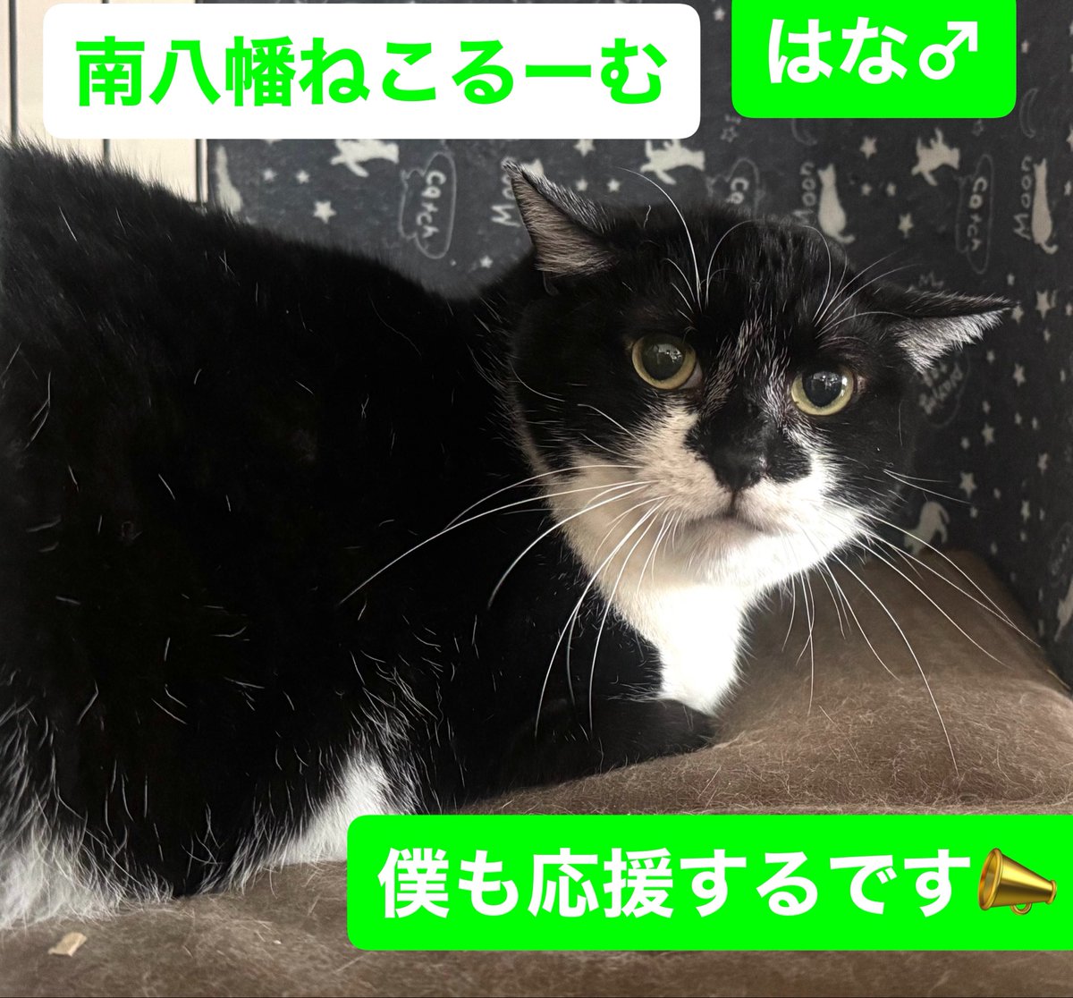 ねこうらら【公式】 tweet media