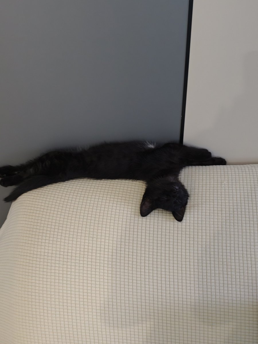 黒猫 ページ‍ 今日は金曜日。 何を投稿しようか迷ったので、うちの猫を載せておき