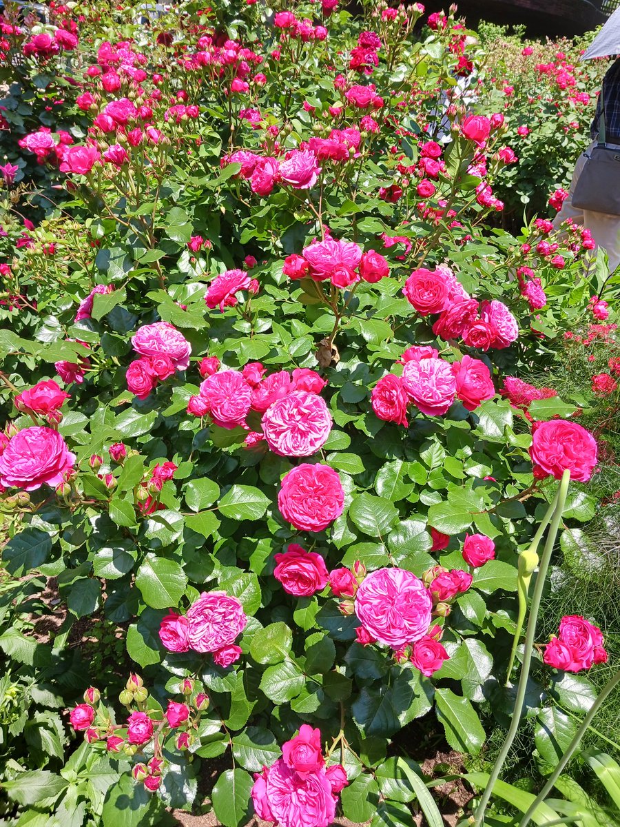 四季の香公園】🌹 ローズガーデン10周年記念 🌹333種類の 薔薇🌹 ④