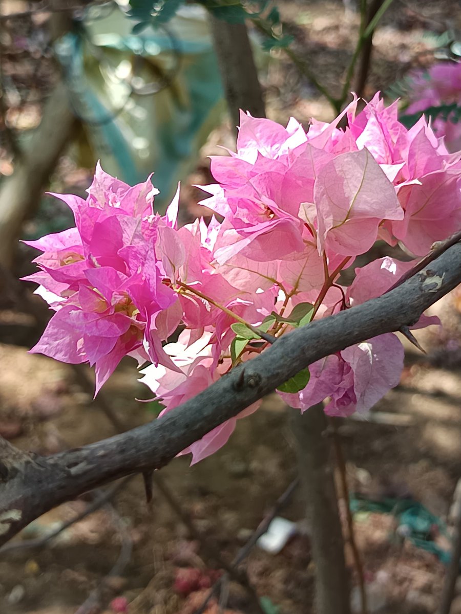 niileshraichura's tweet photo. Bougainville 🩷 https://t.co/bOFpEb74YZ