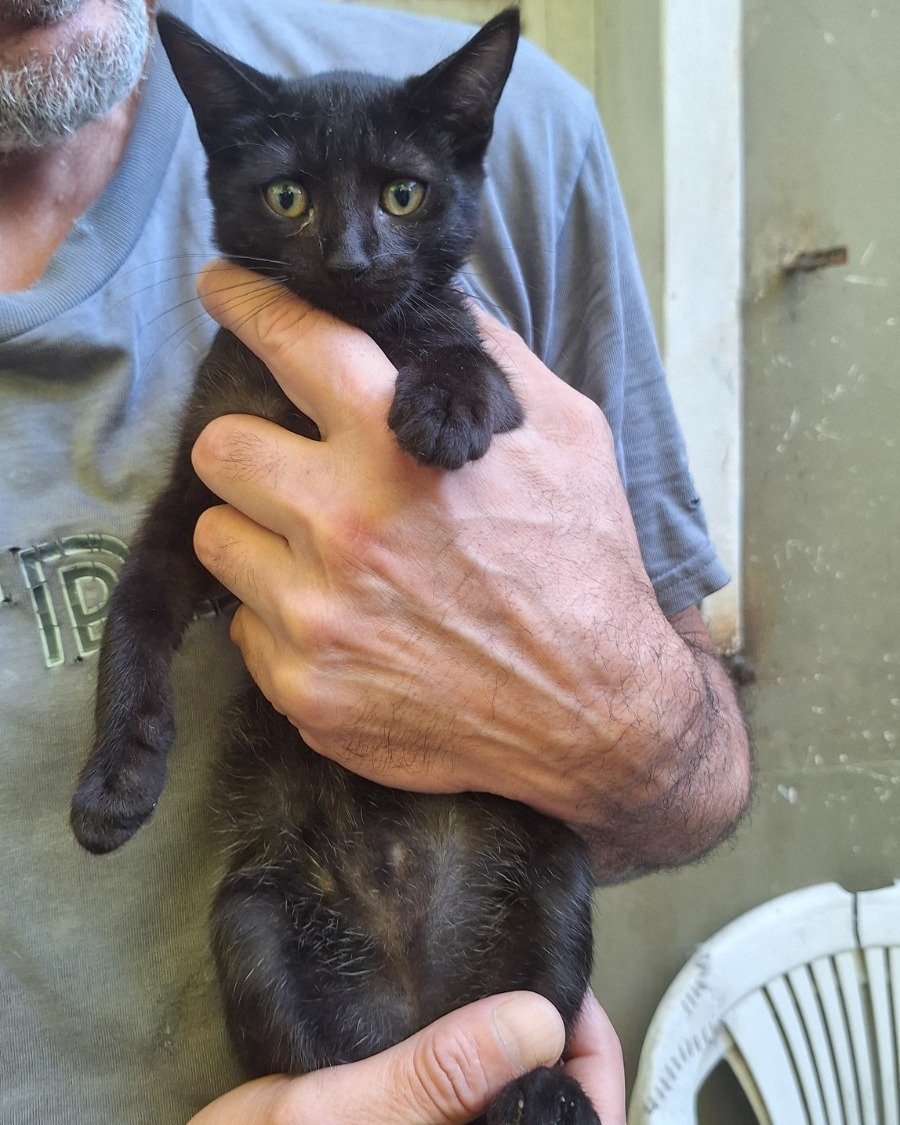 Fundación De Gatitos tweet media