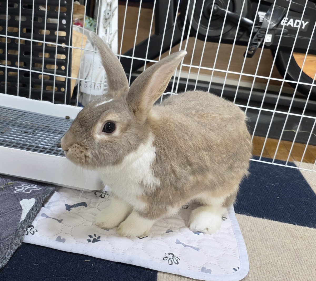 おはようございます☁🐰🐰🐰🐰 #うさぎ