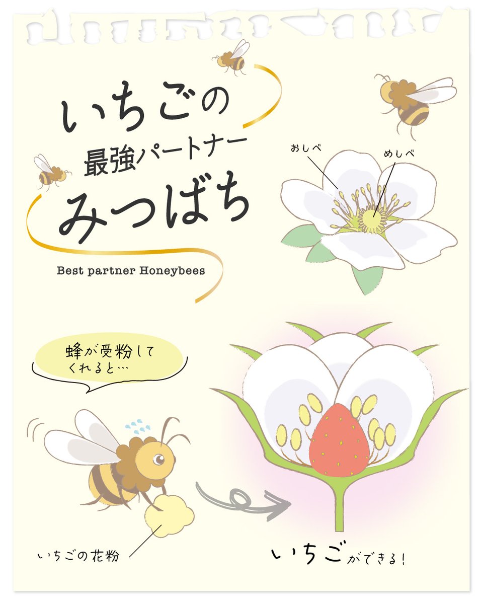 ONEGO90532758's tweet photo. 蜂さんは大切な、大切な仕事のパートナー🐝
ONE GOでは、ミツバチとマルハナバチに受粉を助けてもらっています🤝

蜂さんがいなければ、甘くて大きくておいしいいちごはできません。いつもありがとう！

#ONEGO
#ワンゴー
#あまおう
#いちご農家
#いちご栽培
#受粉
#ミツバチ
#マルハナバチ
#農家 https://t.co/5q1ODWmjnh
