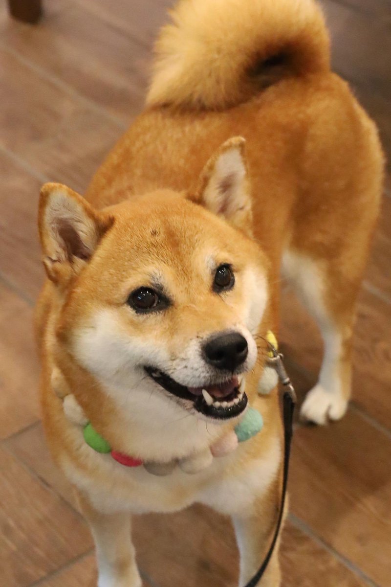 今日も1日 お疲れさまでした(*´-`)💚 たまには我が家の愛犬を☆ #動物