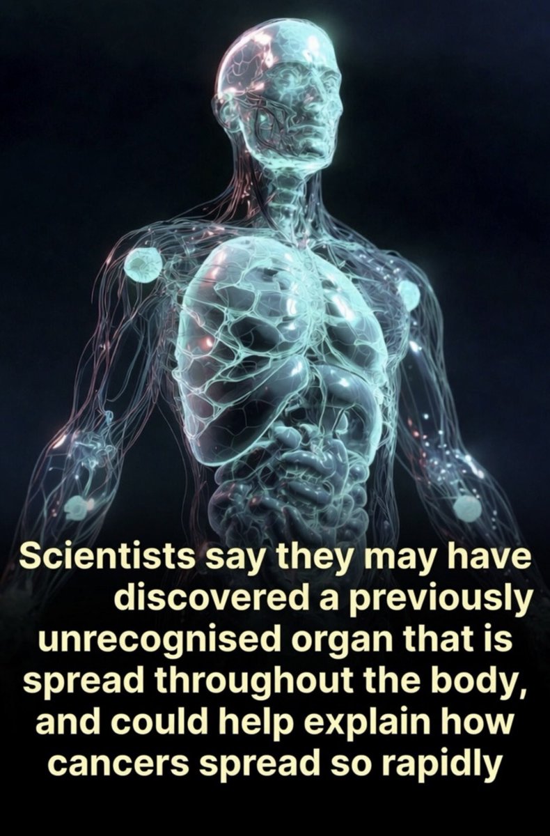 sciencegirl's tweet photo. Scientists may have discovered a hidden network inside the human body that had gone unnoticed for decades.

In 2018, researchers described a widespread system of fluid filled spaces found throughout the body and suggested it could qualify as a newly recognized organ called the interstitium.

The structure is located beneath the skin, surrounding muscles, lining organs such as the lungs and digestive tract, and wrapping around blood vessels and the urinary system. For years, these layers were thought to be made mostly of dense connective tissue.

But when scientists examined living tissue using a laser imaging method known as probe based confocal laser endomicroscopy, they found something unexpected.

Instead of tightly packed solid tissue, they observed interconnected pockets filled with fluid and supported by a flexible network of collagen and connective fibers.

Researchers believe the structure had been missed for so long because of the way tissue samples are traditionally prepared for microscopes. Standard preparation methods involve chemically fixing tissue before examination, a process that drains the fluid and causes the spaces to collapse, making them appear solid.

In living tissue, however, the channels remain open and connected.

Scientists think the interstitium may help move fluid through the body and could influence inflammation, tissue aging, and even the spread of cancer.

Some researchers suspect these fluid pathways may help explain how certain cancers spread so quickly. Once cancer cells enter the network, the channels may allow them to travel into the lymphatic system and reach other parts of the body more easily.

The structure may also play a role in wrinkles and the stiffening of tissue that occurs with age.

Not all scientists agree that the interstitium should officially be classified as its own organ, and debate continues within the scientific community. Even so, the discovery has changed how many researchers think about human anatomy.

Read the study:
“Structure and Distribution of an Unrecognized Interstitium in Human Tissues.” Scientific Reports.
