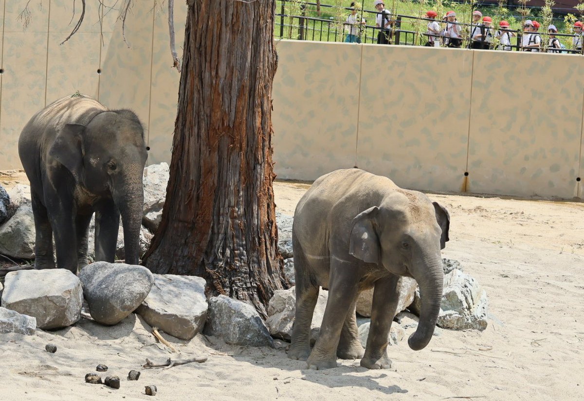 先月に公開された天王寺動物園のゾウさんを見てきました🐘