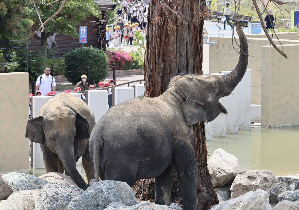 先月に公開された天王寺動物園のゾウさんを見てきました🐘