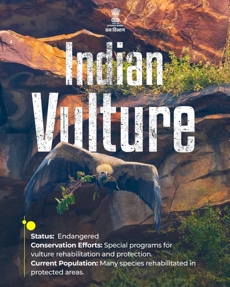 ForestRajasthan's tweet photo. On this National Endangered Species Day, let's acknowledge Rajasthan’s rare and endangered species, whose survival depends on our collective conservation efforts.

#NationalEndangeredSpeciesDay #WildlifeConservation #RajasthanWildlife #BiodiversityConservation https://t.co/pJY9qZ6dL4