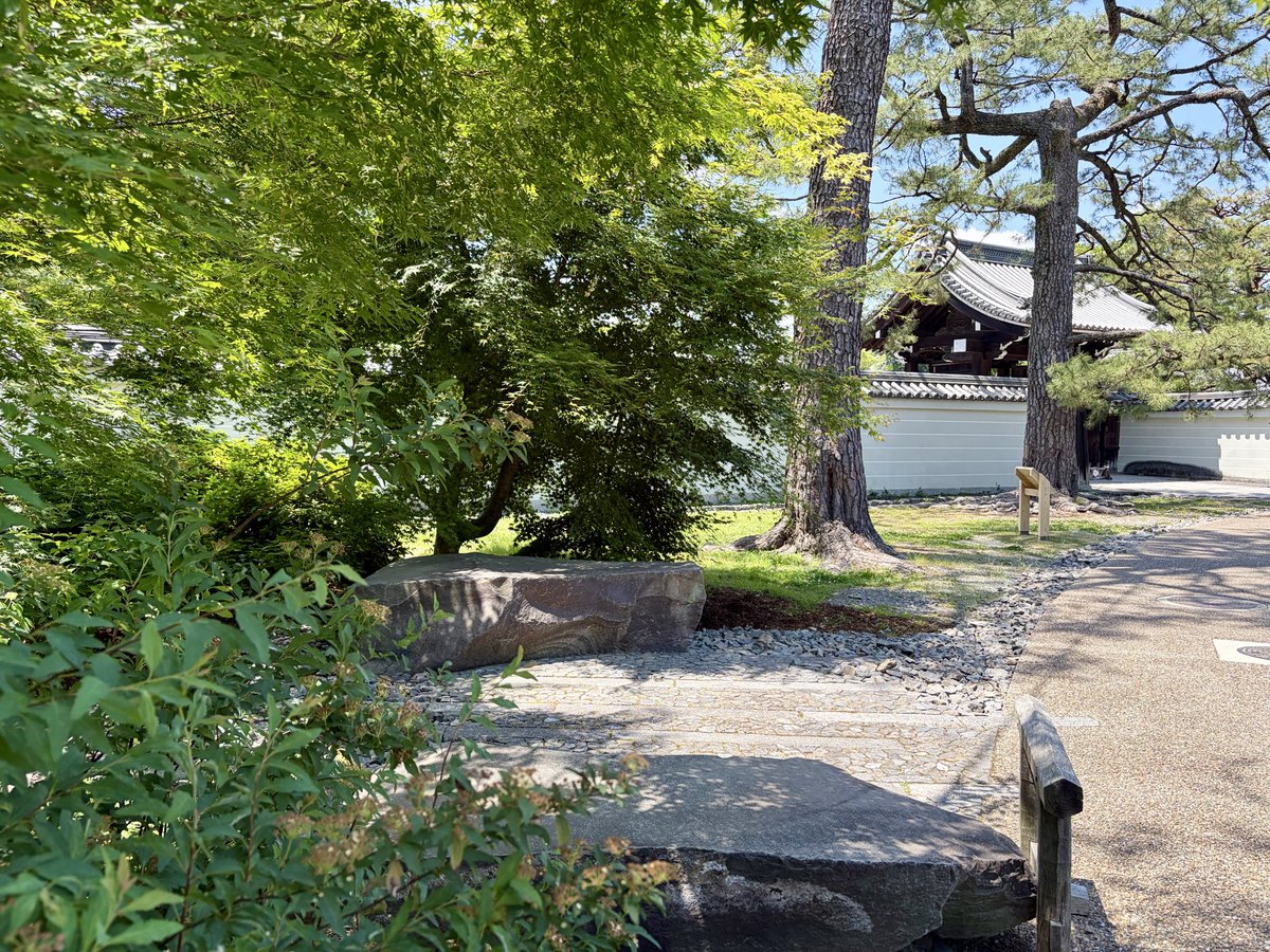 f36_rn's tweet photo. 京都御苑の緑に浸る
#京都御苑 #kyoto  #京都 #新緑 #travel https://t.co/zxQJXrWWTN