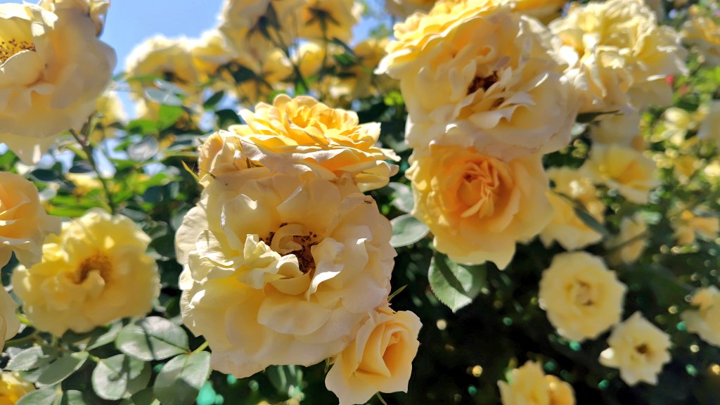 manamakeit's tweet photo. 薔薇がとても綺麗でした☺️ https://t.co/4ueB9omzrj