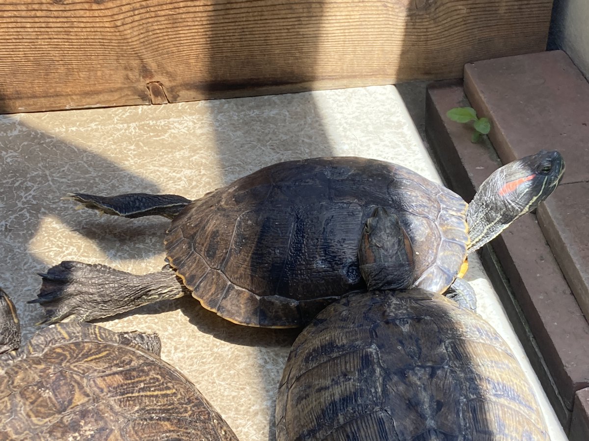 Elegans_Emys's tweet photo. ミシシッピアカミミ・カンバーランドキミミ・
アカミミガメ属の雑種達を干し亀。
直射日光の帯に沿って、ほぼ一列に整列。
後肢ピ~~ン!のリラックス姿がカワイイ。😊 https://t.co/1l6x0iL8Sh
