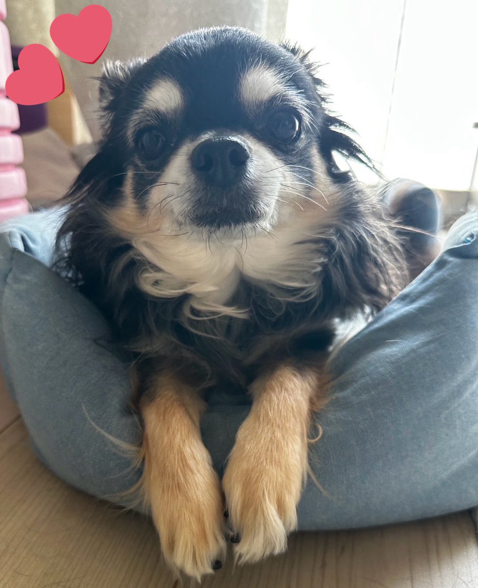 高山のぞみ🐶『高山のここからはじめるリスニング』(Gakken)3刷決定
