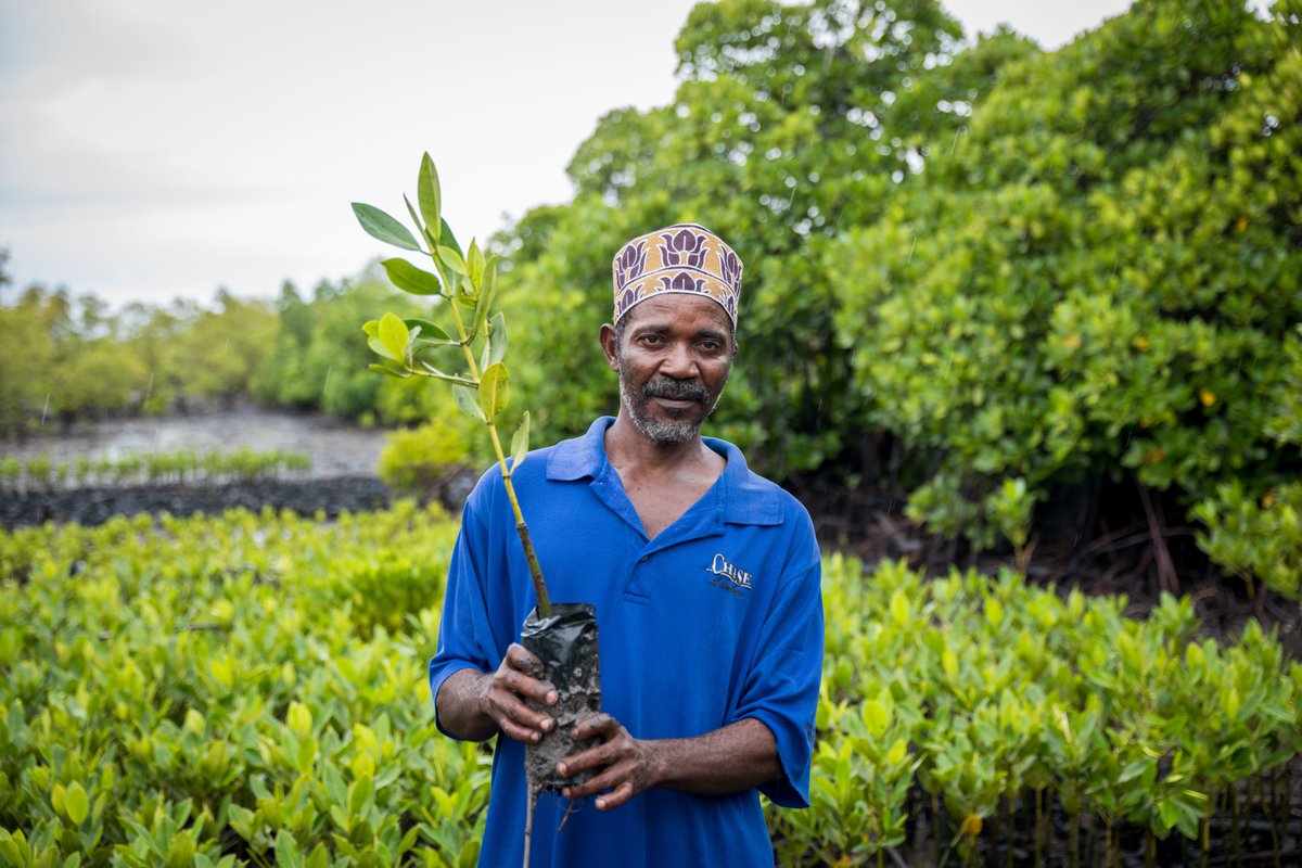 AKF_Global's tweet photo. 🇹🇿🤝🇫🇷 AKF is delighted to announce the signing a new memorandum of understanding with @AFD_France   to advance coastal resilience and regenerative agriculture in #Tanzania - building on nearly two decades of partnership between the French Republic, the Ismaili Imamat and the @akdn and over $1 billion in joint investment across 20 countries.

✍️ The MOU was signed on 12 May by Éléonore Caroit, France’s Minister Delegate for Francophonie, International Partnerships and French Nationals Abroad; Christophe Lecourtier, Chief Executive Officer of AFD; Shamir Samdjee, Official Representative of the Ismaili Imamat to the French Republic; and Dr. @MattReedAKDN, Director of Institutional Partnerships at AKF.

🔵 Under the MOU, AKF and AFD will work together in Tanzania on two fronts: protecting marine and coastal ecosystems, in partnership with government ministries in both Mainland Tanzania and Zanzibar; and supporting smallholder farmers in coastal communities to adopt climate-resilient farming that boosts food security, biodiversity and livelihoods.

🌿 A preliminary €38.5 million is earmarked for the marine ecosystems work, combining resources from AFD and AKF. The agreement builds on a Declaration of Intent signed in Paris in July 2025 in support of AKF's 10-year Indian Ocean 'ReGeneration' Initiative — which has already planted more than 1.7 million mangroves on the Tanzanian coast since 2023.

🇰🇪 The signing took place on the sidelines of the #AfricaForwardSummit in Nairobi, Kenya, which brought together African heads of state, the President of France, the African Union, international financial institutions and development partners.

#ClimateResilience #Tanzania #AFD #BlueEconomy