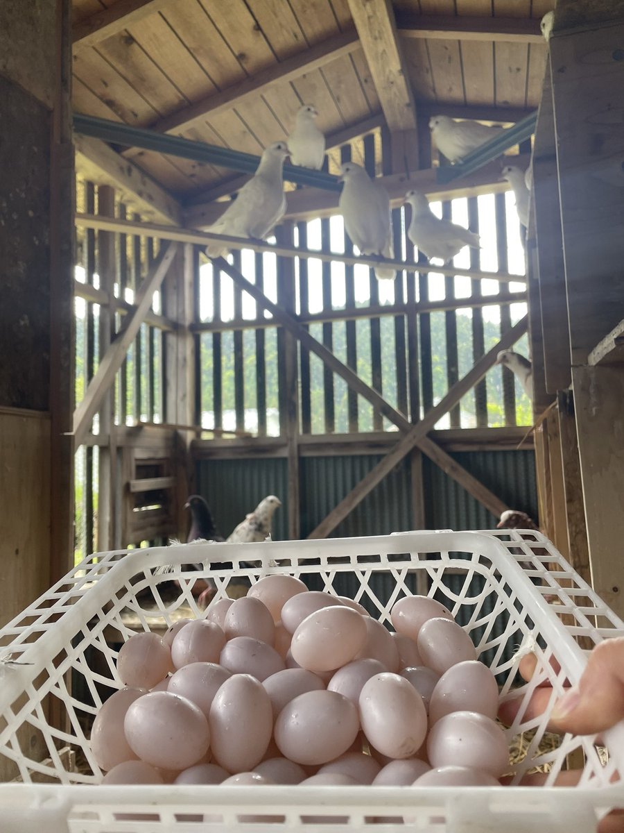 ProjectPigeon7's tweet photo. pigeon farm 第２拠点　孵卵器
保健室に眠っていた
孵卵器を遂に可動🕊️🕊️
増やすぞ〜 https://t.co/U0G9LFH41b