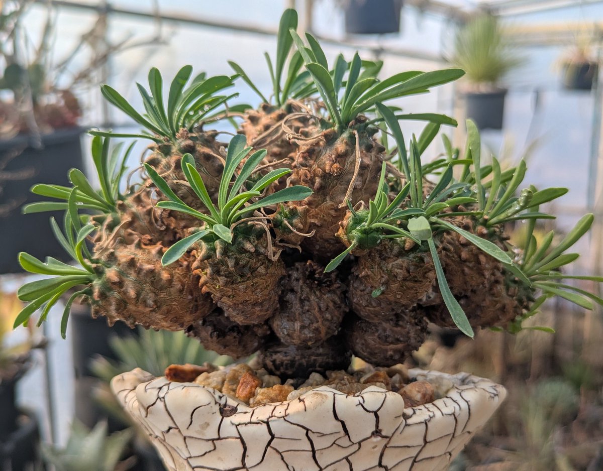テングアゲハ♀/四川省.峨眉山産/91.3mm ユーフォルビア ' 峨眉山 ' E.japonica / E.bupleurfolia（鉄甲丸