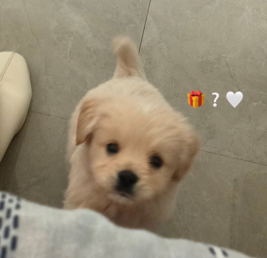 ⋆ ₊꙳ ༘ BBH🐈 always B✨ tweet media