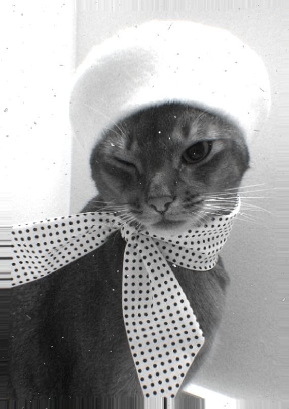 🐈‍⬛ tweet media