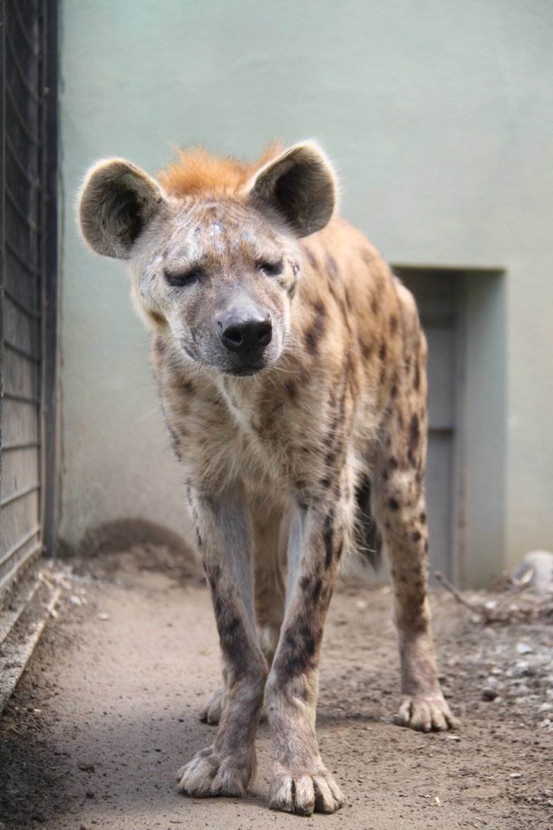 静岡市立日本平動物園 (@nhdzoo) / Posts / X