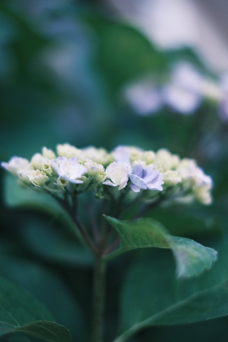 hide_r8's tweet photo. 使わないレンズ下取りして新しいレンズを試し撮り📷
古いレンズだけど神レンズって言われるだけある〜
バキバキって感じじゃなく柔らかい描写がいい、これから楽しみ

ていうか暑ない？なんで紫陽花咲き始めてるん🤔

#キリトリセカイ
#xf35mm https://t.co/zKPvbqN7Ws