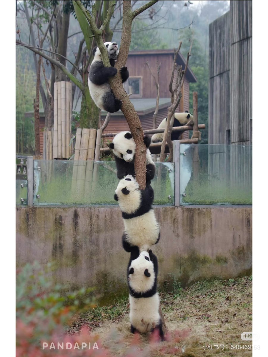 PeopleChina's tweet photo. パンダの鈴なりの木が発見された！？ https://t.co/NFCaQGNOES