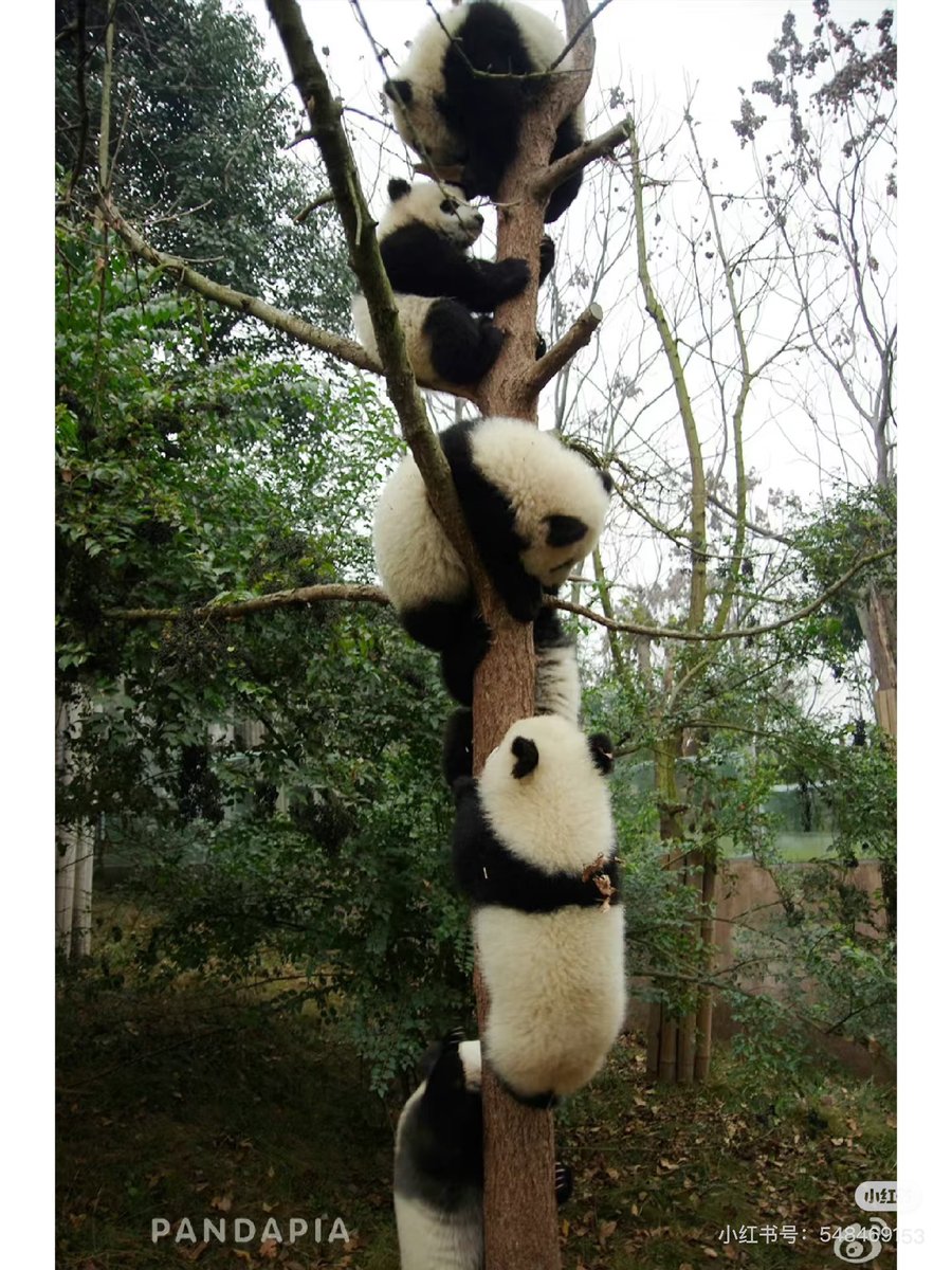 PeopleChina's tweet photo. パンダの鈴なりの木が発見された！？ https://t.co/NFCaQGNOES