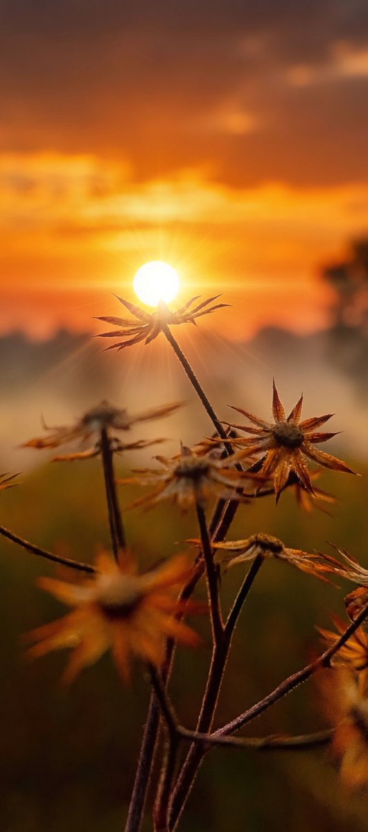 Sun michael tweet media
