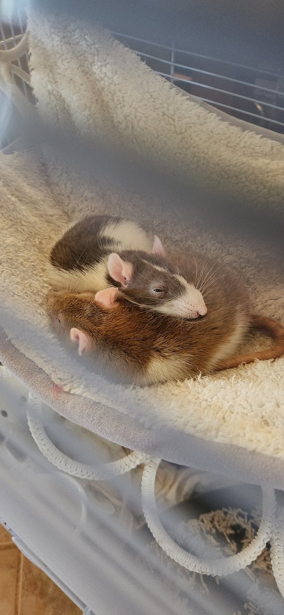 heyrenee22's tweet photo. @shrimplify @spkbld i humbly offer my shapely rats 🙂‍↕️🙏🤲 https://t.co/yFWN70BWoq