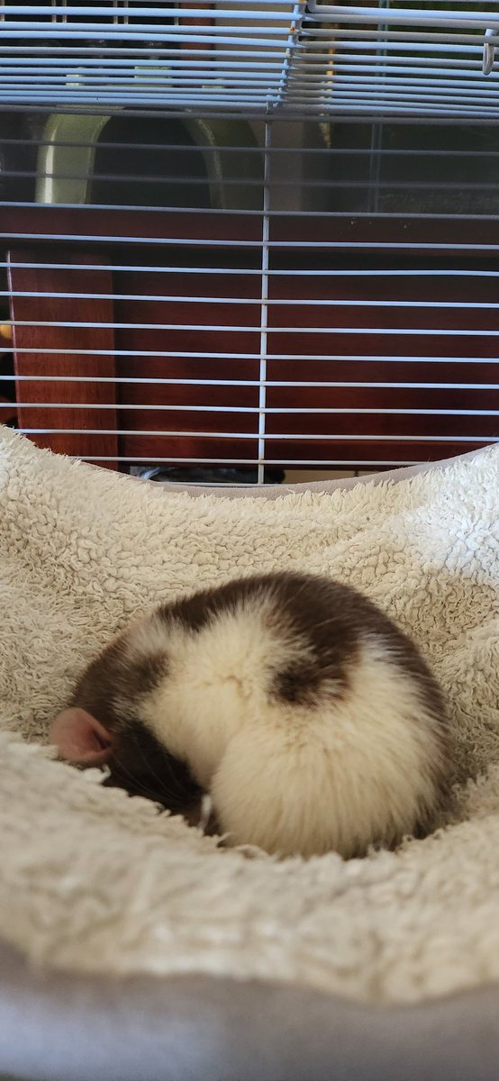 heyrenee22's tweet photo. @shrimplify @spkbld i humbly offer my shapely rats 🙂‍↕️🙏🤲 https://t.co/yFWN70BWoq