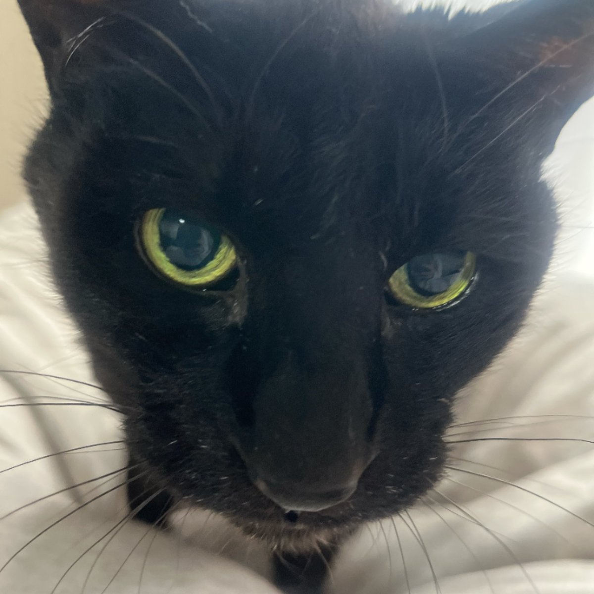 mapiro000's tweet photo. 思い出のねこ師匠🐈‍⬛🐈

5月も折り返し！！！🏃‍♀️‍➡️
師匠に見守られていることですし、思う存分がんばります！

#黒猫 https://t.co/Wt5ZKmtyV7